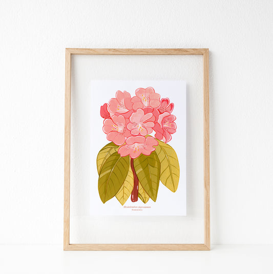 Print "Rhododendron"
